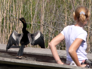Drying Anhinga