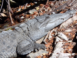 American Crocodile