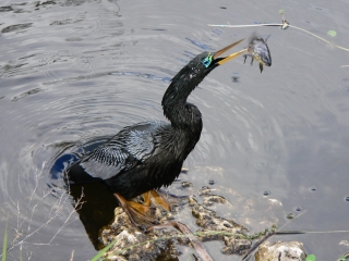 Struggling Angler
