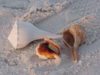 Shells