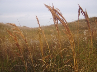 A Dune
