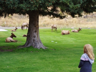 Loungin Near the Mammoth Hot Springs Visitor Center